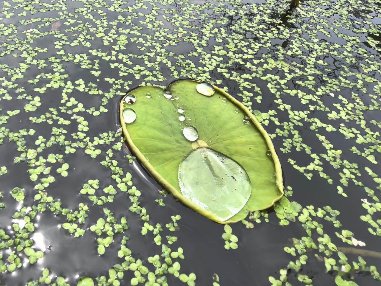今天下午我接到了一个IP地址是雅安、我没有储存的电话。接通以后对方张口就问我是不