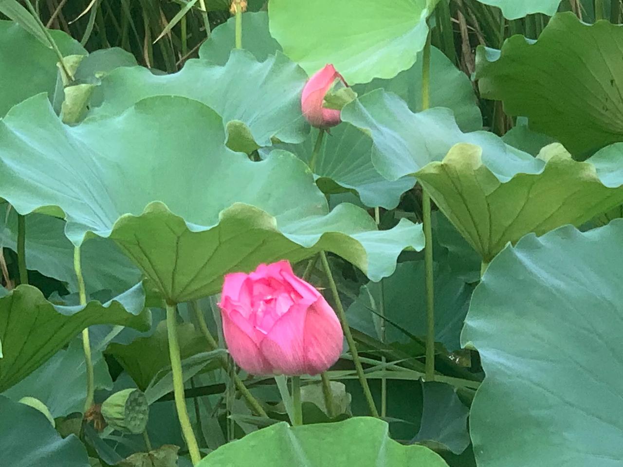 人无千日好，花无百日红。提拔了不久就下来了，有问题。或身体原因，或其他原因。