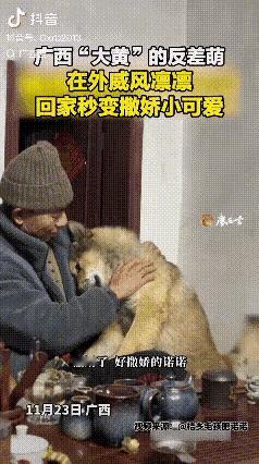 反差太大了吧，广西柳州，一女子在网上晒出，自家土狗平日里出门在外威风凛凛，村里的