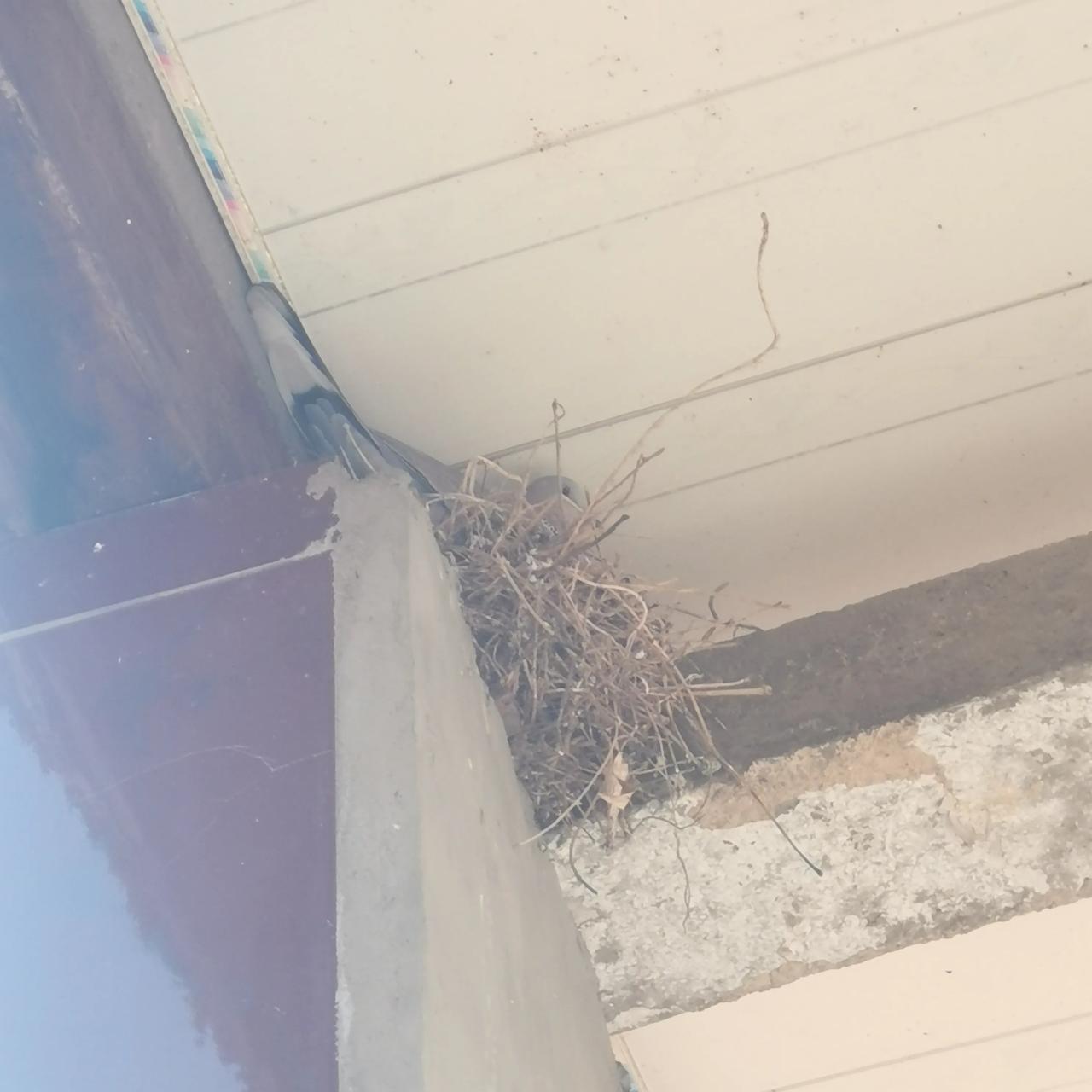 2025.1.19
这个住在我家房檐下的斑鸠又开始“咕咕”叫，不知道是不是又开始