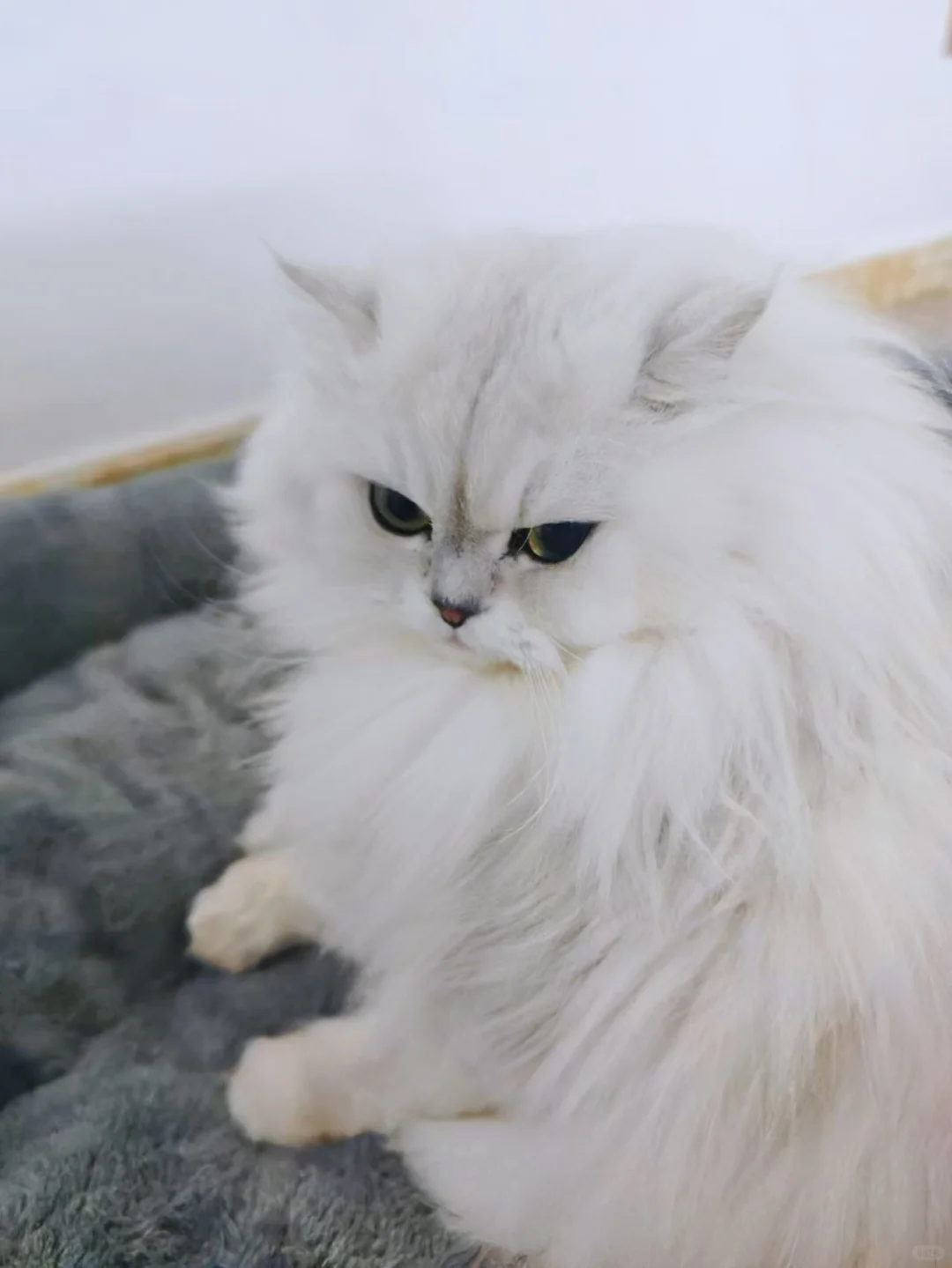 小猫咪也会心情不好吗？