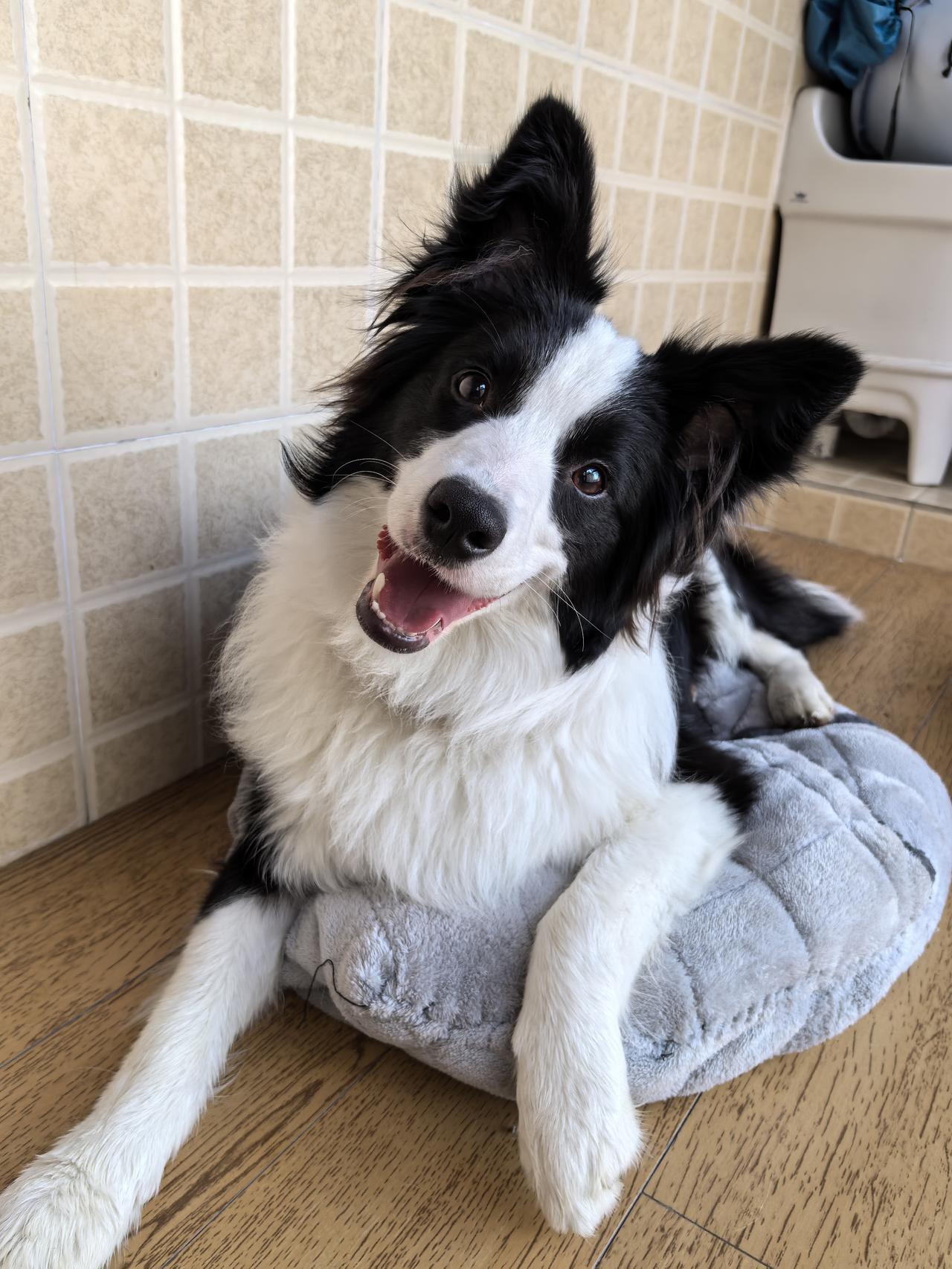 途途九个月，岁月逐增也稍微稳重一点了，没有以前那种动如脱兔，静不下来的感觉了。