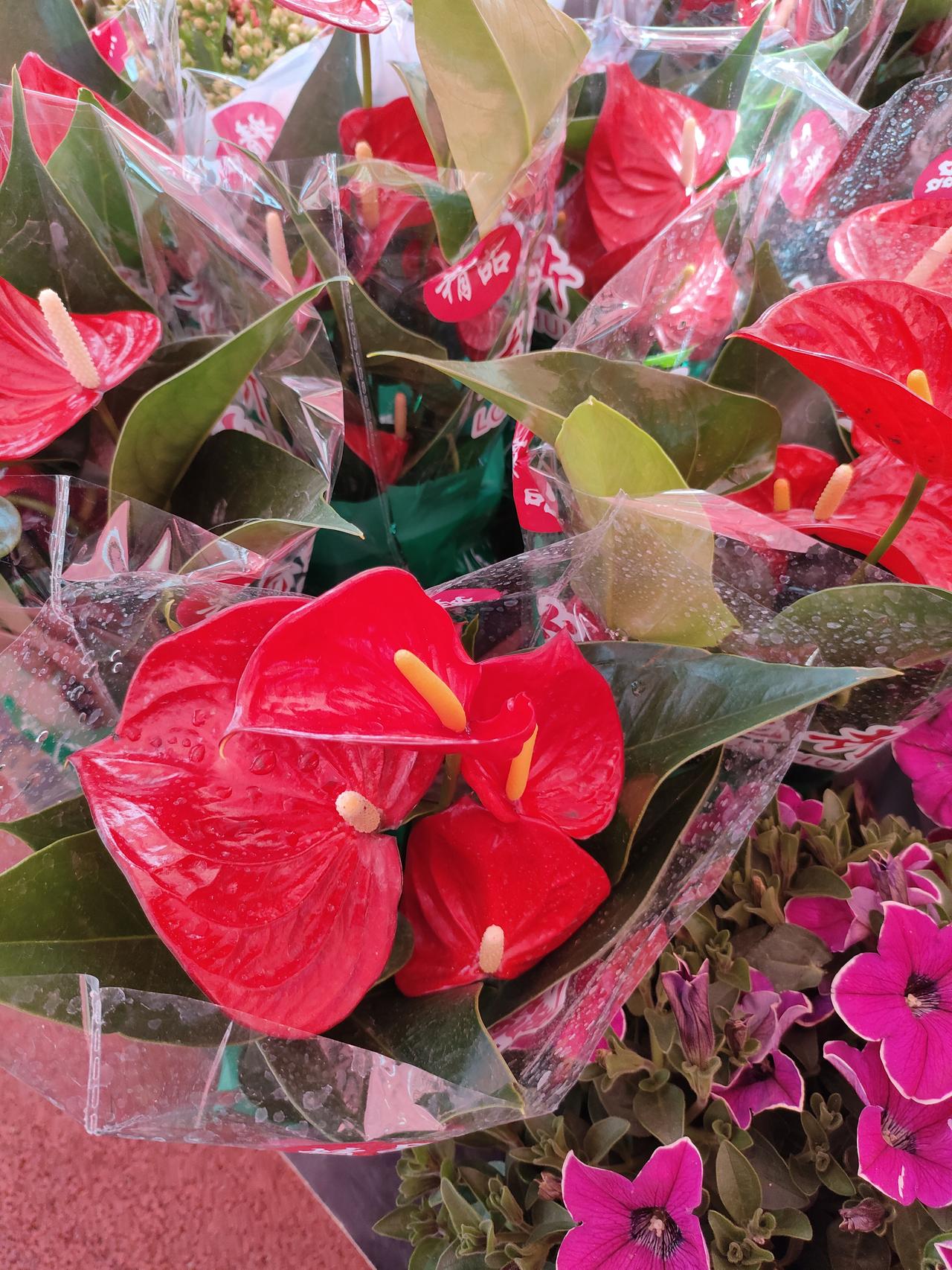 红掌似火，凝着水珠的叶片衬得春色热烈又鲜活，把日子过得像这花一样，红火又明亮。