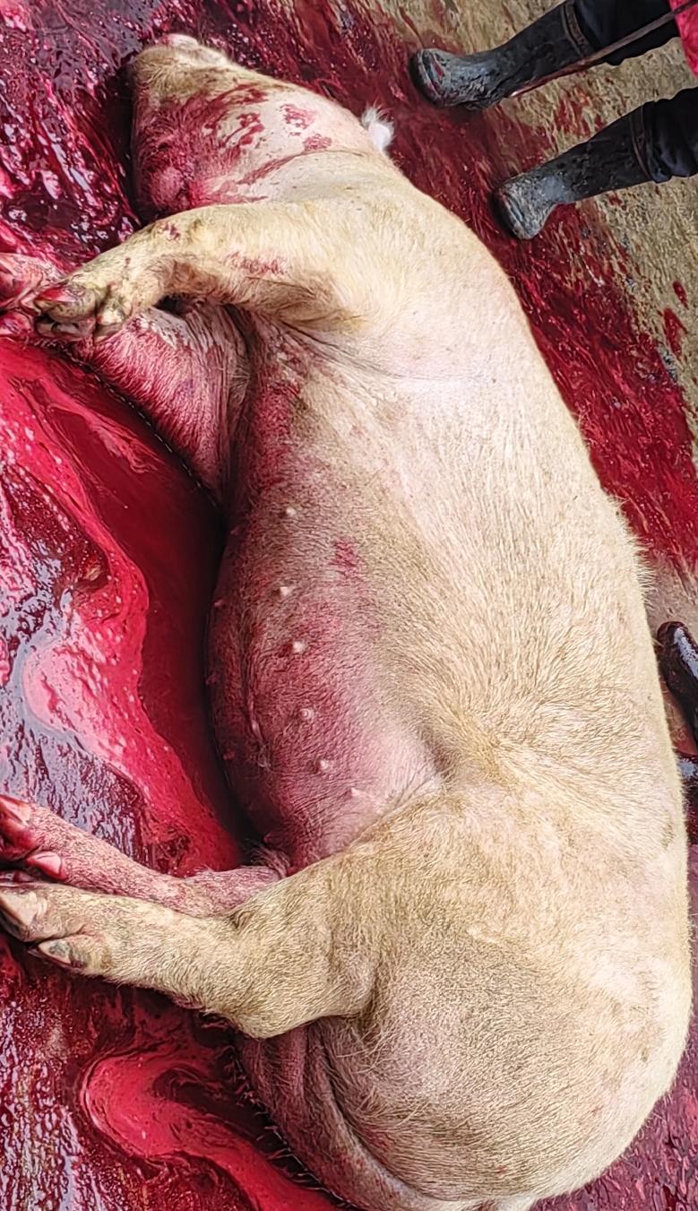 中国很多地方有杀年猪的习俗，
好果真正体验很不寻常！
养了一年的猪，就要杀了还真