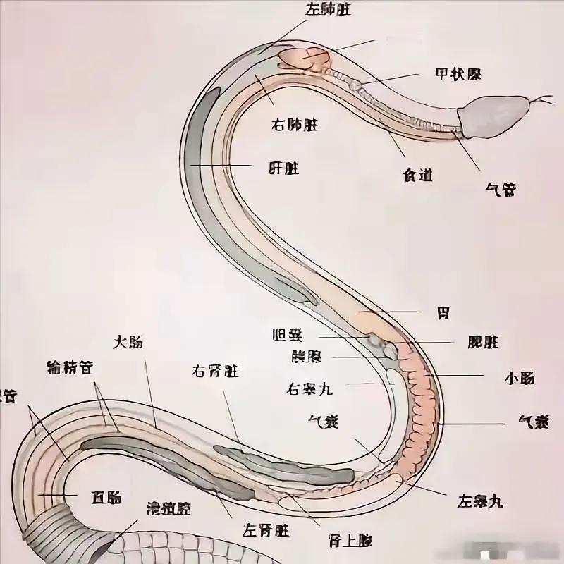 平常人们说的打蛇打七寸，到底打的是哪个地方？