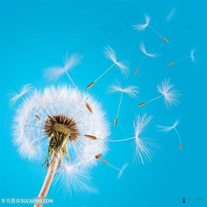 快乐就像蒲公英的种子，轻轻一碰，随风飘游；愿我们都能接住风里的温柔，快乐像风一样
