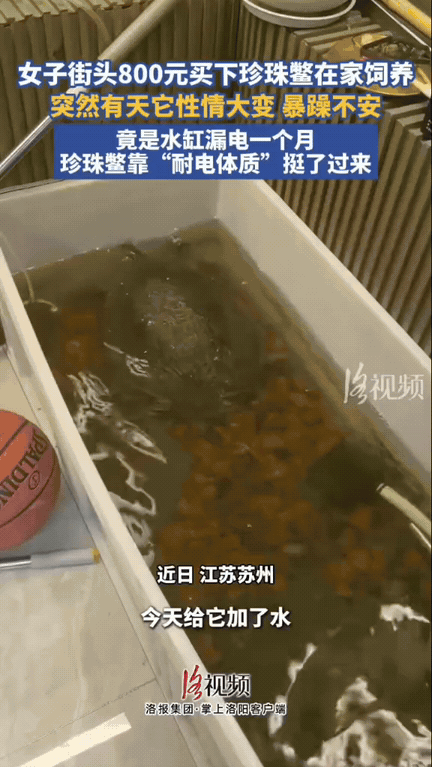 笑不活了！一位女生在路上看见有人用杆子挂着一只鳖，看着实在于心不忍，当场花八百块