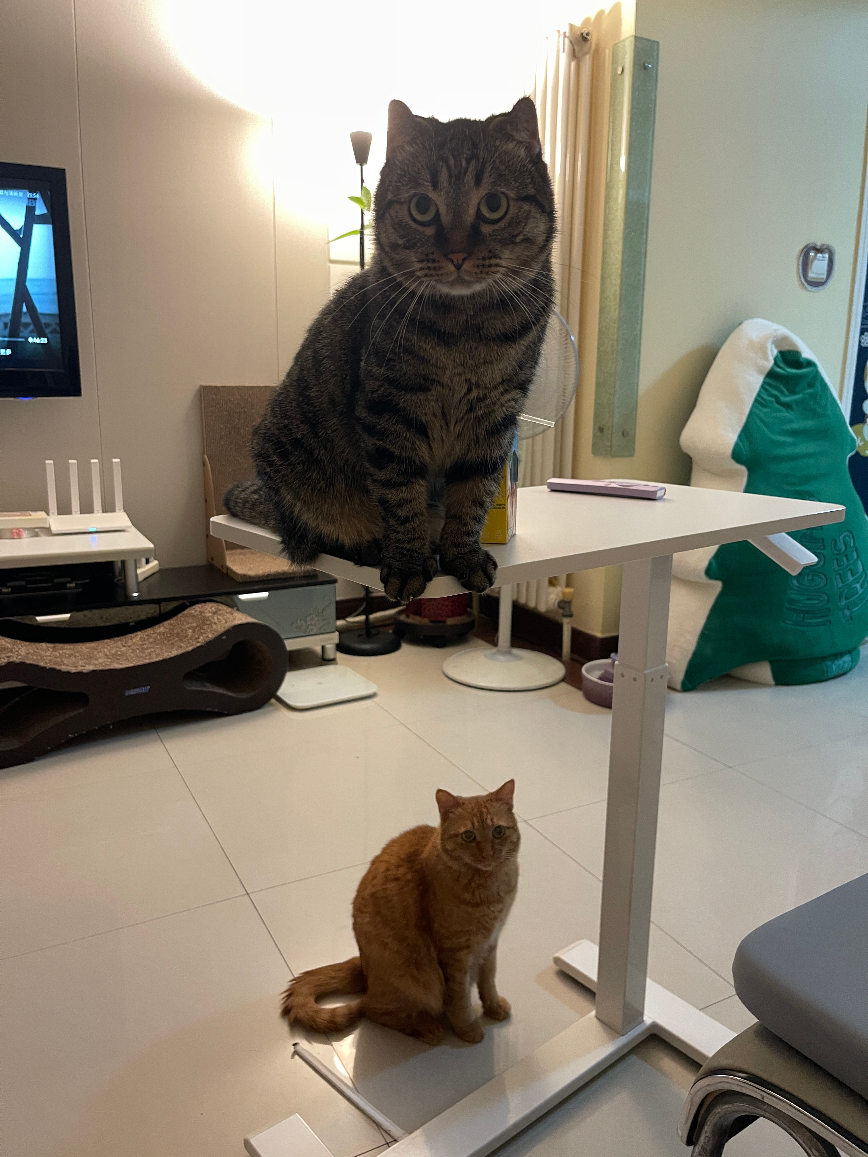 手机上刷到一个孩子哭的视频，俩猫突然都不睡了，都坐起来直愣愣看着我，仿佛被吓到