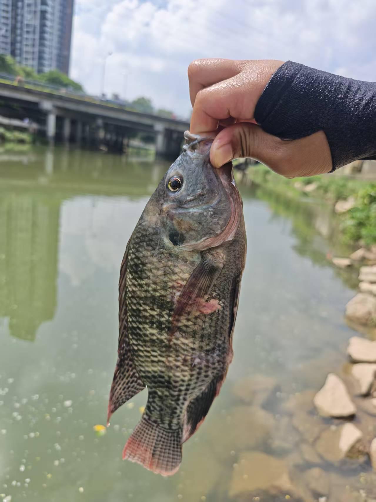 这鱼咋样