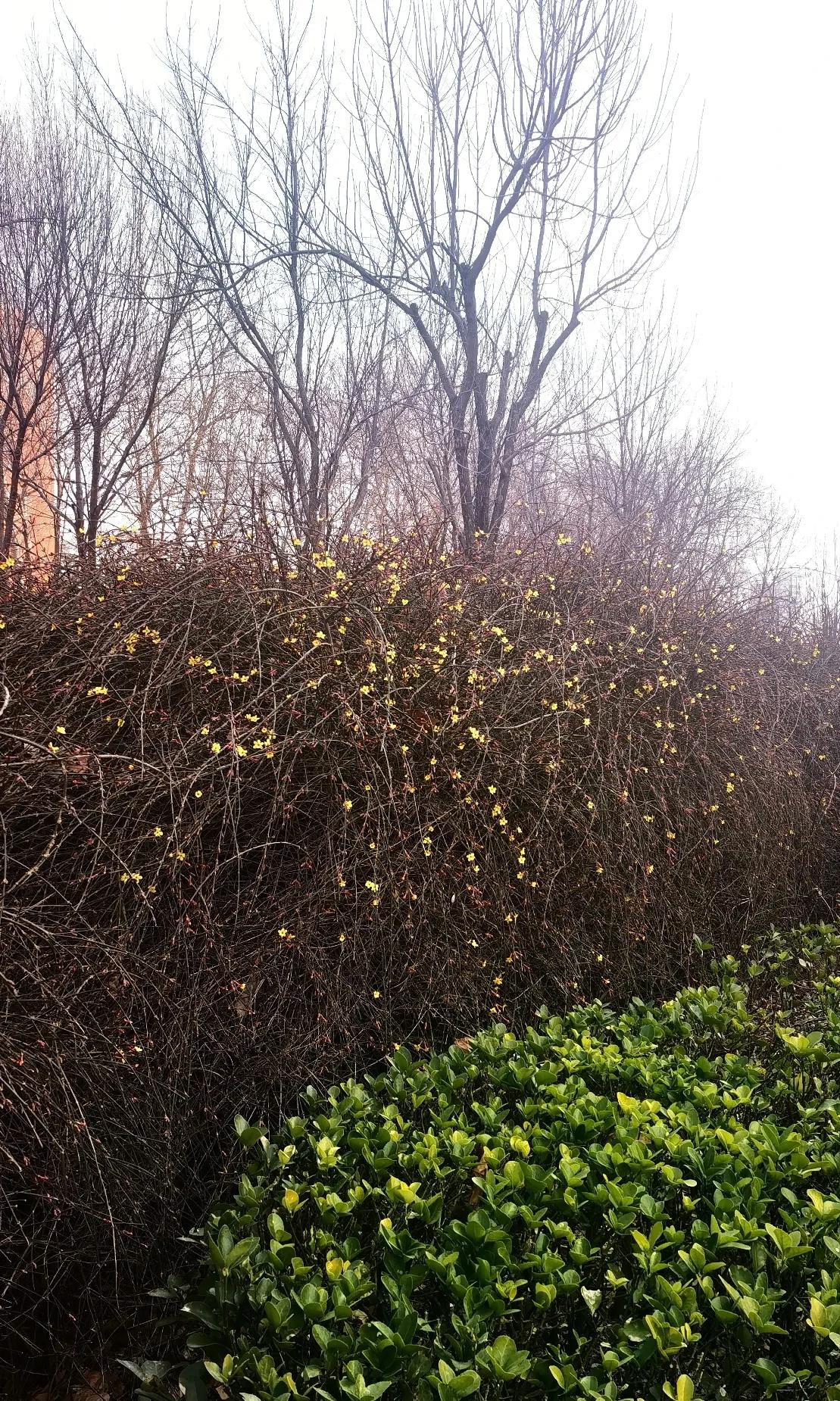 春天来了，大地回春，万物复苏。百花盛开的的日子就在眼前。