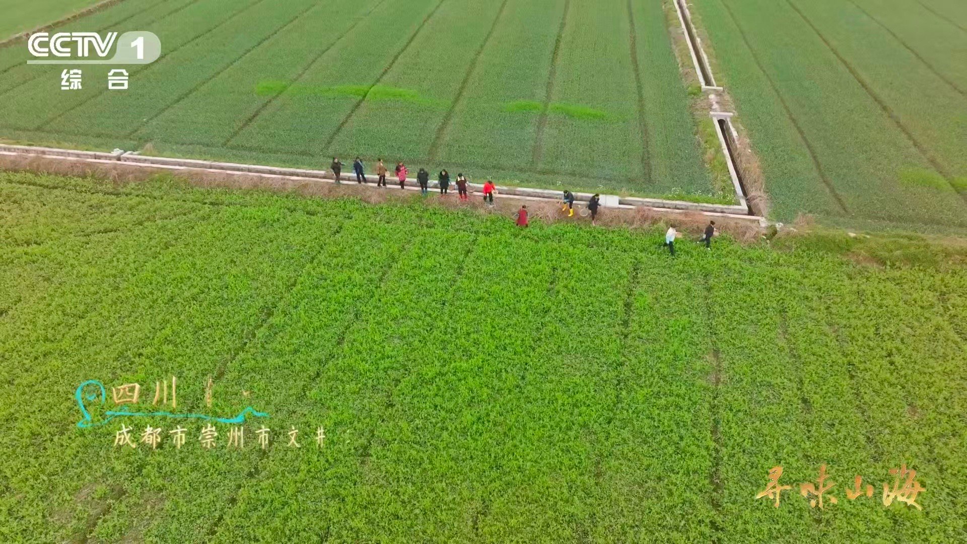 陆游因为馋豌豆尖写了首诗 从陆游的“豌巢”到四川人的“豌豆颠儿”，变的只是称呼，