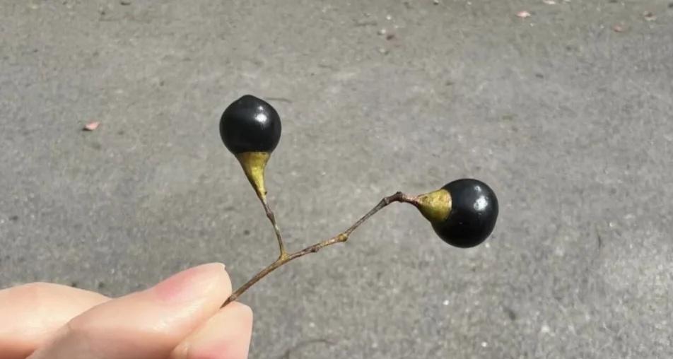 清醒局
回家的路比往常多花了一倍的时间，咔咔地踩这些小果子，没啥，高兴～不过原先