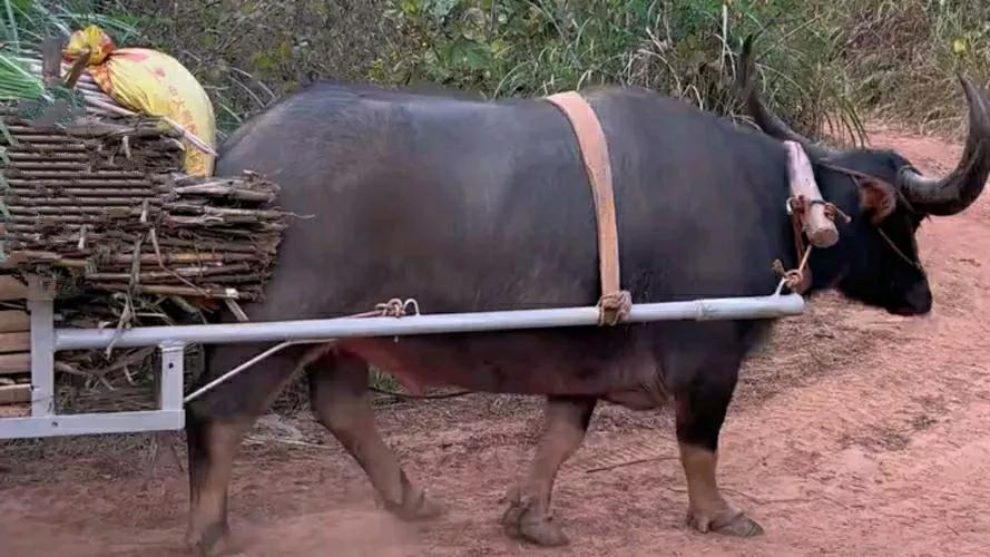 看到这头牛，想到了一个寓言故事：上帝在创造牛的时候，他对牛说：我可以给你60岁的