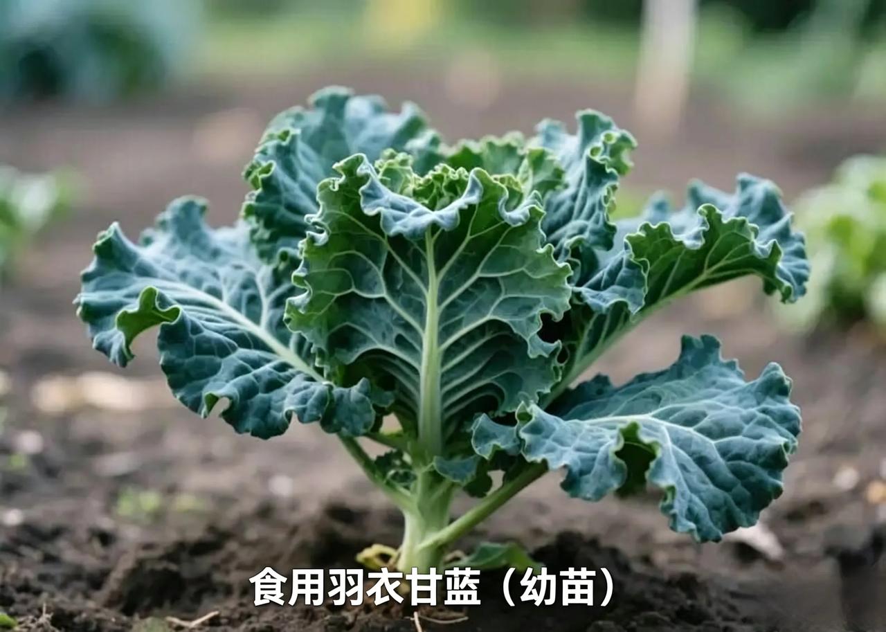 羽衣甘蓝被吹成“超级食物”，它到底是啥？为啥医生都推荐？
 天天听人说羽衣甘蓝是