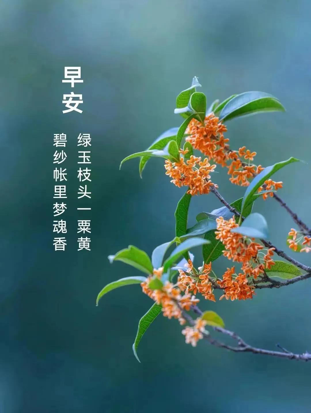#分享一张随手拍的花。#2024 年 10 月 7 日，星期一，早安！用微笑开启