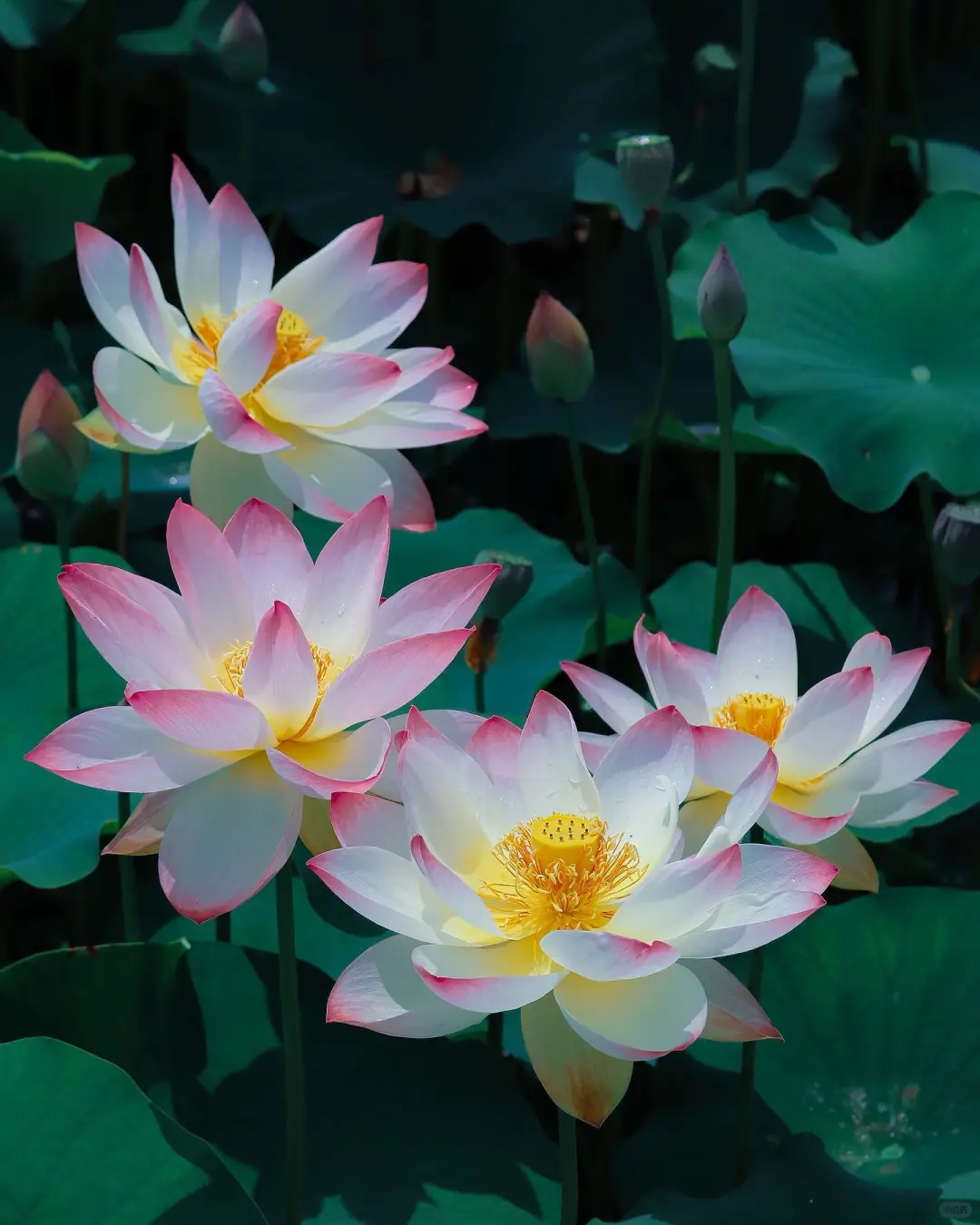 “接天莲叶无穷碧，映日荷花别样红。”