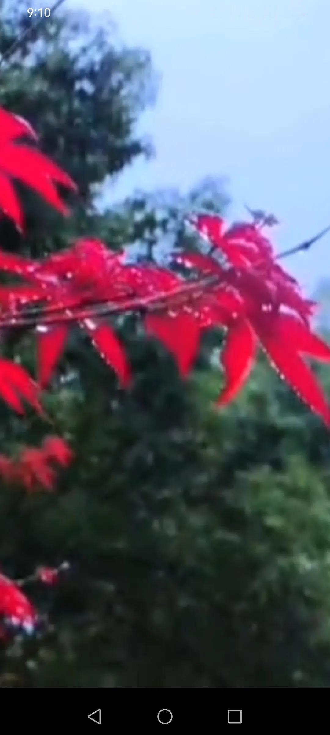 我问清风何时愁
清风笑我何事忧
不过人间一过客
何苦伤春又悲秋