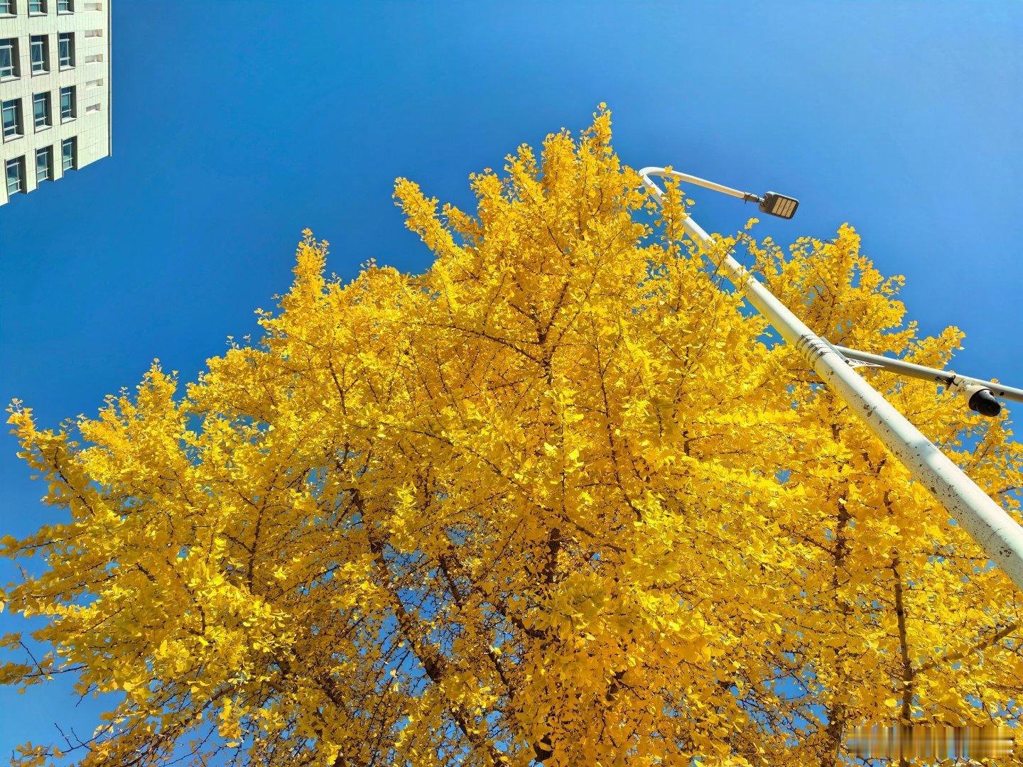 这就是北京最美的季节，有一辆敞篷车就好了  ​​​
