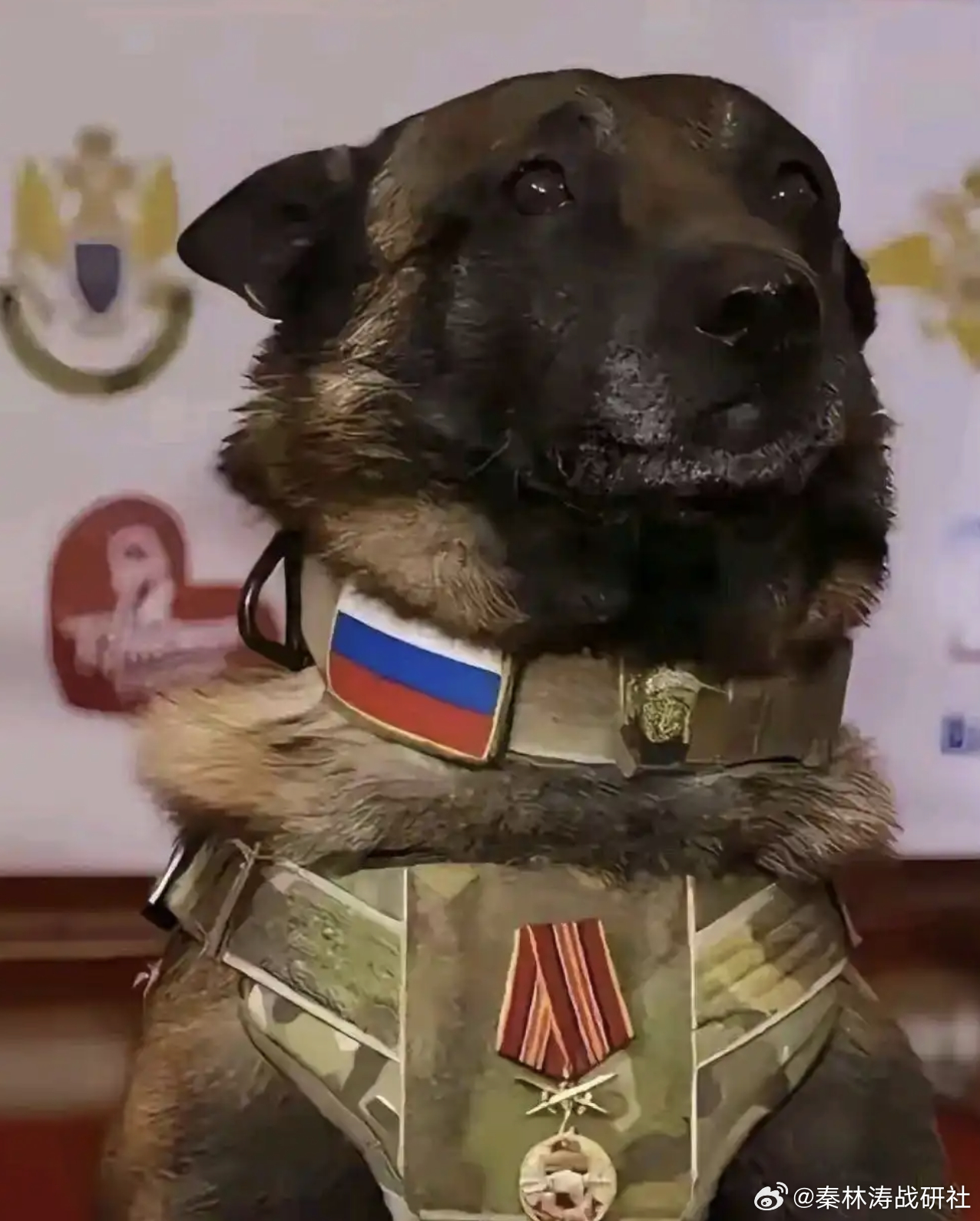 烽火问鼎计划热血军迷大本营 俄乌战争这么长时间，俄罗斯终于给军犬穿上了防弹衣。军