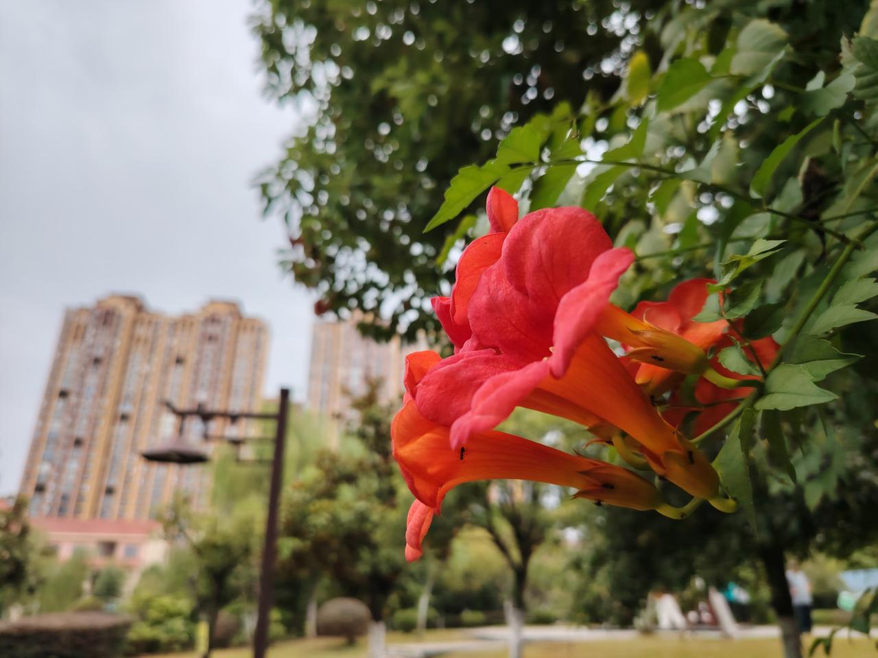 仲秋·清晨·公园里最后一朵凌霄花开！
