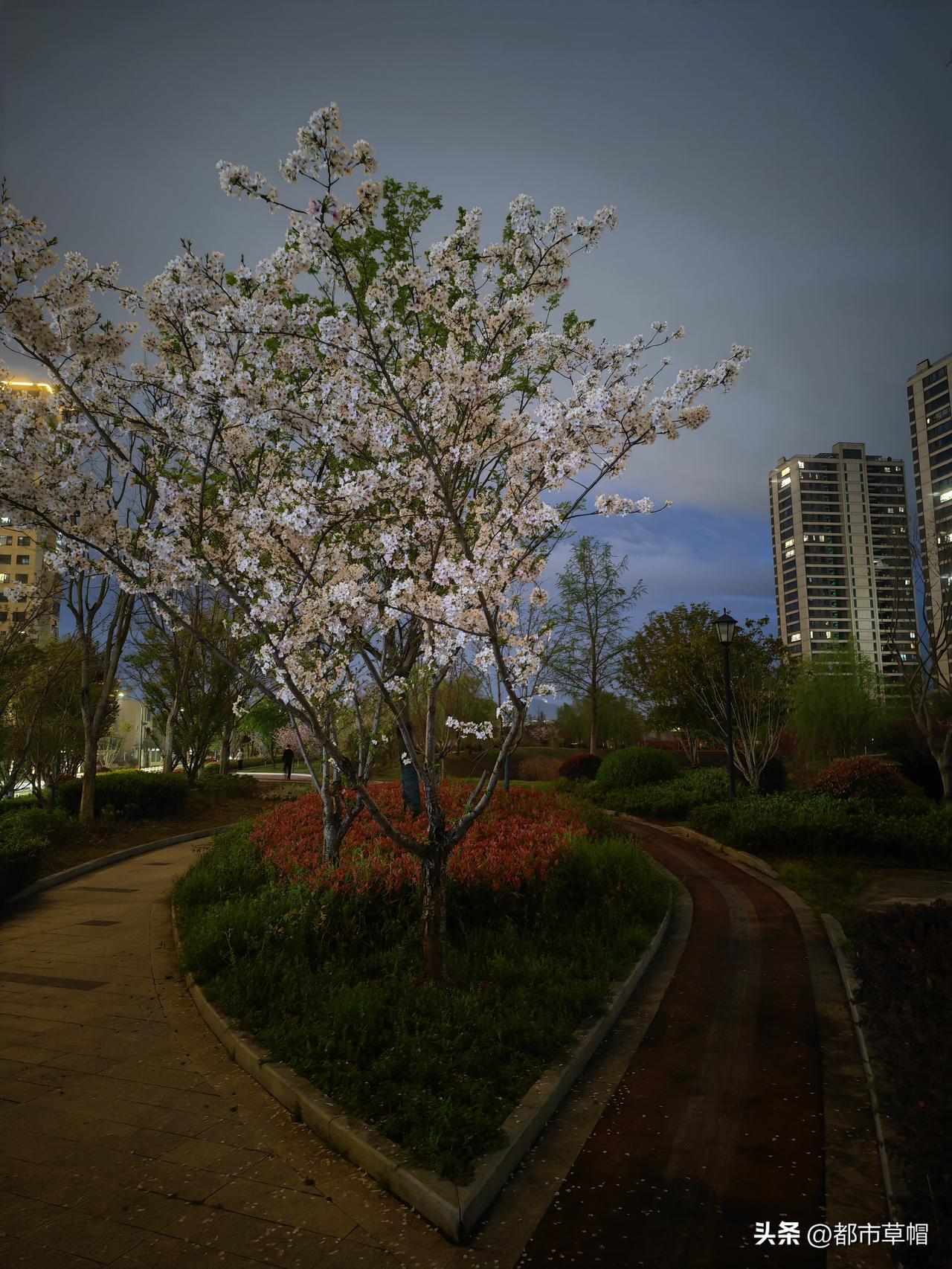 出来的时候，还兴致勃勃地拍夜幕下的樱花。还没有过半个小时，预报13分钟之后下雨，