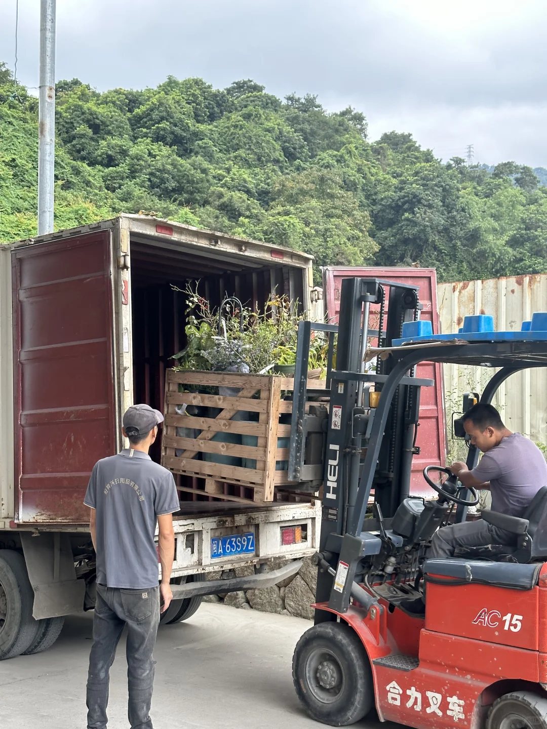 omg虹越投喂的植物需要用叉车才能带去农场
