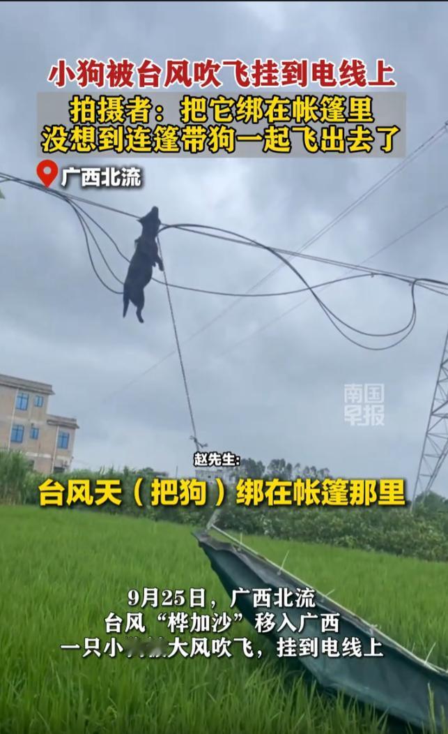 小狗被台风刮到电线上狗星人没想到这台风一来，连动物都要遭殃[恐惧][恐惧][恐惧