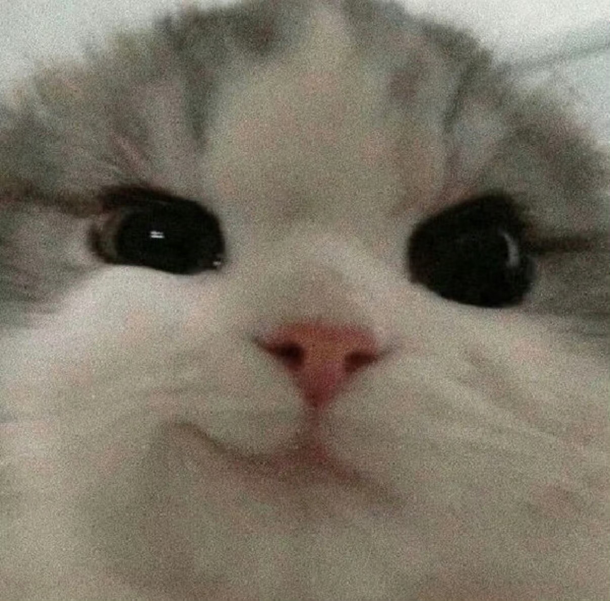 李柱延的武魂真身是歪嘴小猫来着^ ̳˙- ‧̫ • ̳^ 