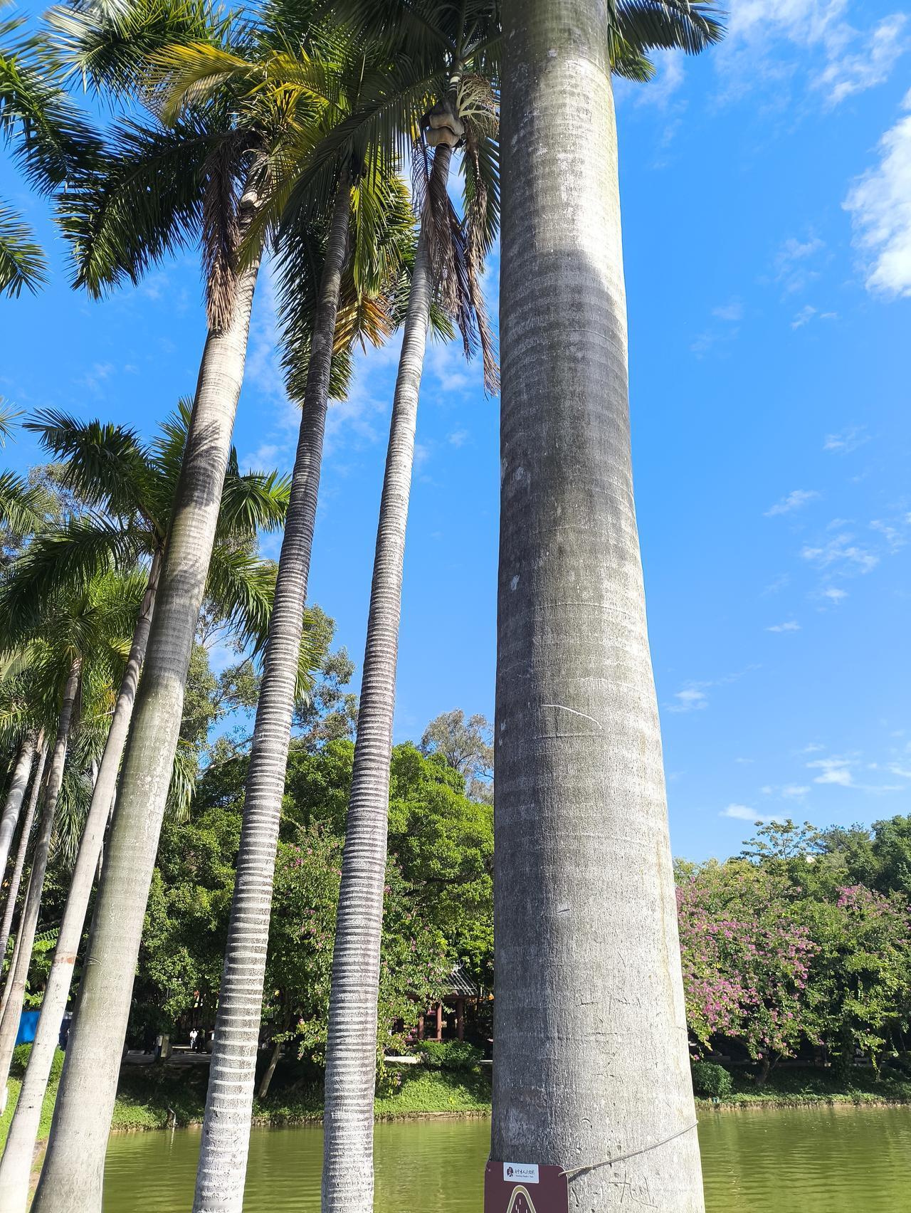 随手拍了几张人民公园照片，
发给朋友看，
朋友惊呼“天好蓝，好纯净”!
我说我只