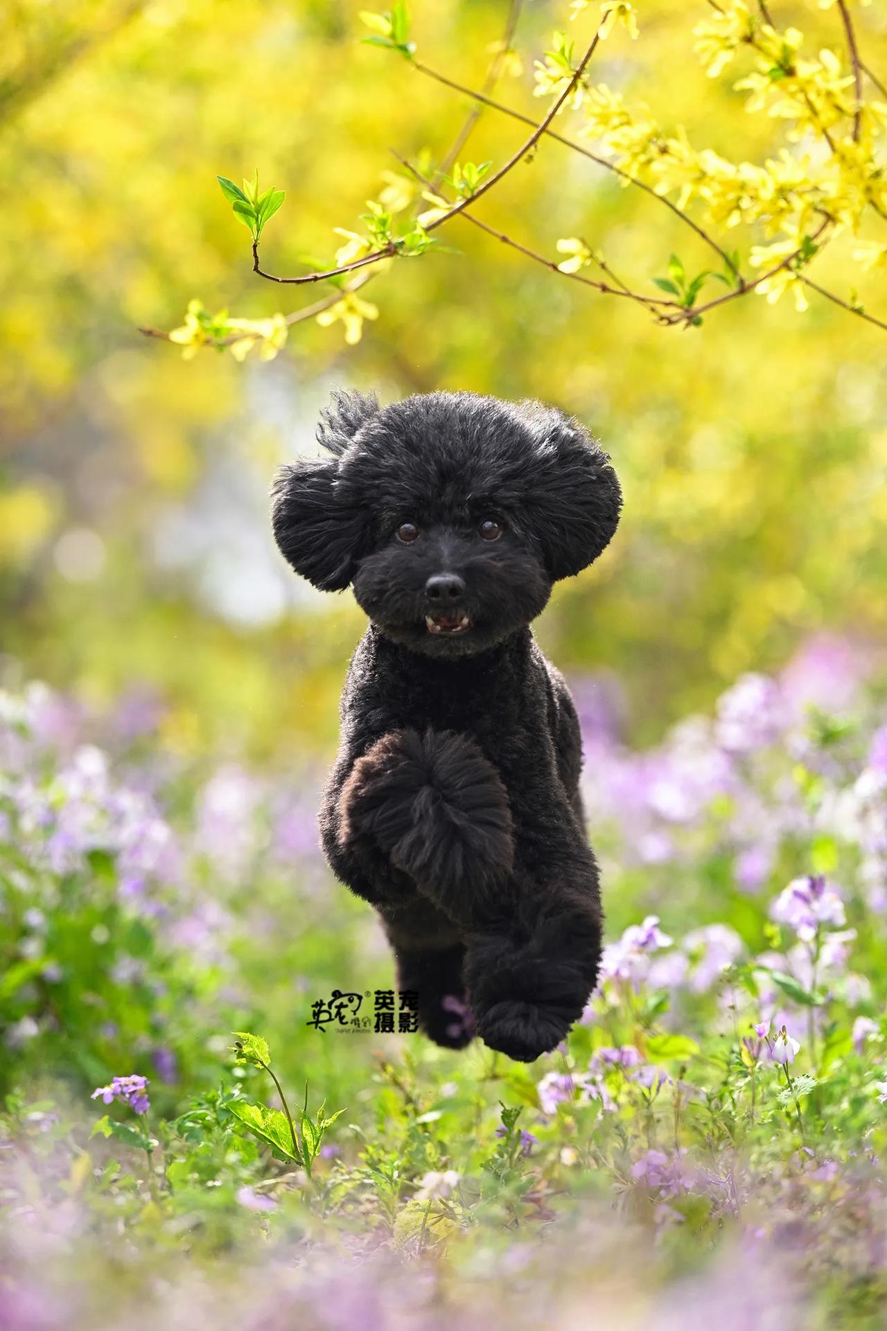 小黑，起飞！😍
【花季拍摄】