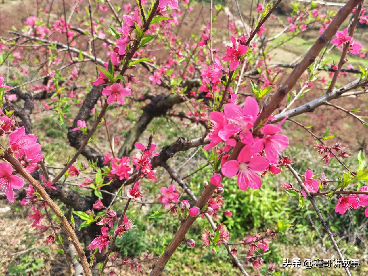 春日限定浪漫上线！漫山遍野的桃花竞相绽放，粉黛如云，枝桠交错间藏着整个春天的温柔