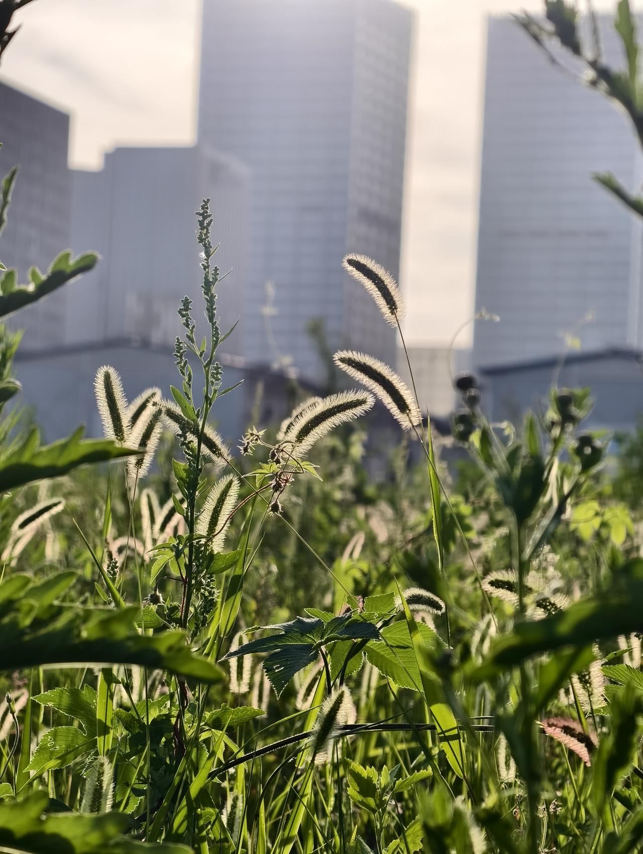 6月26日早晨，随手拍下逆光下的“狗尾巴草”！