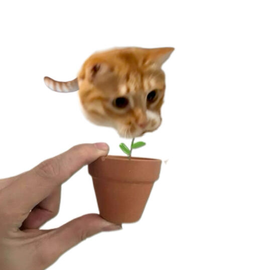 种瓜得瓜，种下小猫花