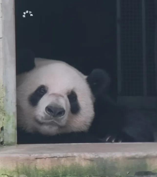 趴在内舍门口营业的小可爱奇宝！[爱慕]
   下雨啦，不能出去玩了，奇宝心想:“