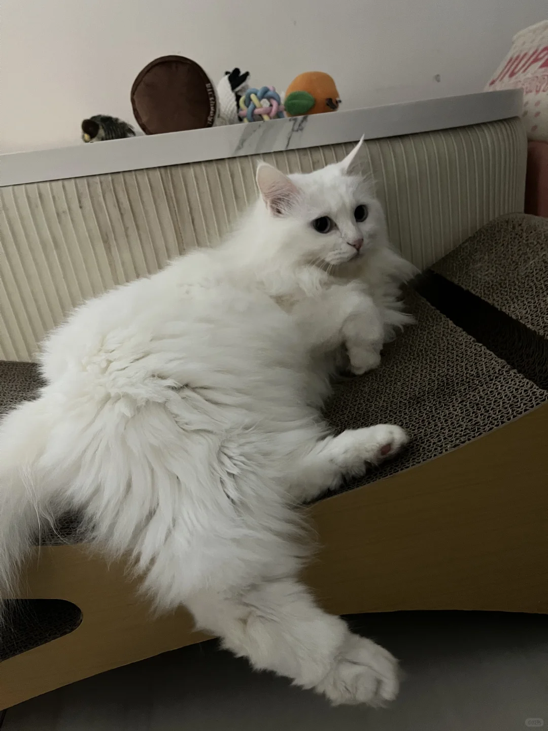 猛啵下山