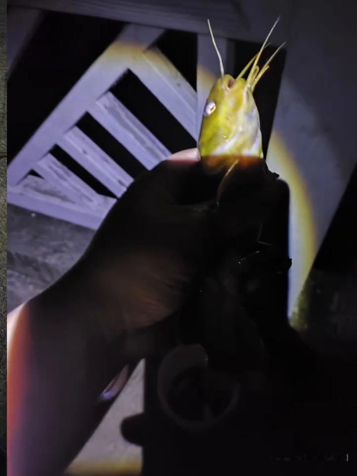 苦学钓鱼多年，精通各种钓法，只为求得今日一鸣惊人，诸位献丑了。