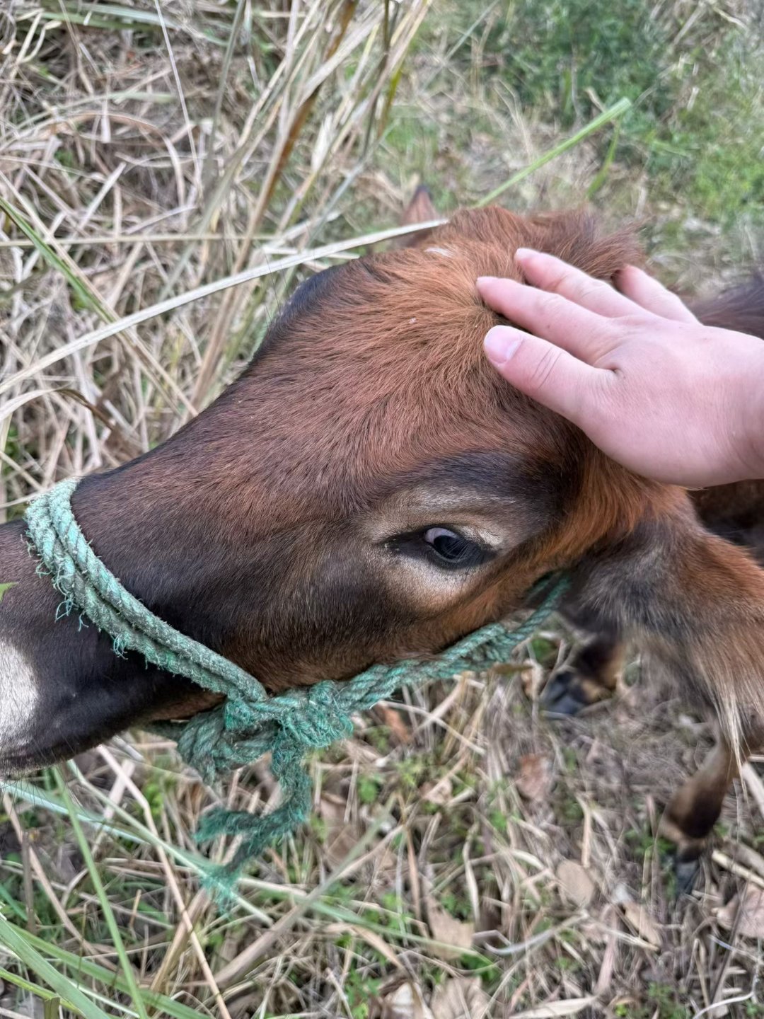 摸摸牛头，2026 牛气冲天！ A股
