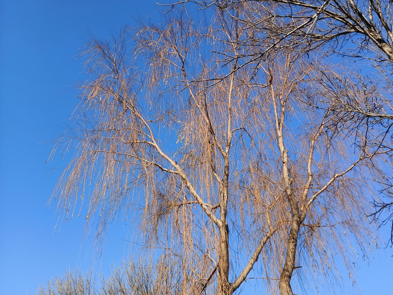 聊城的冬日，闯进一片蓝
像无垠的梦，铺展在头顶天边
光秃的枝桠，是蓝幕上的琴弦
