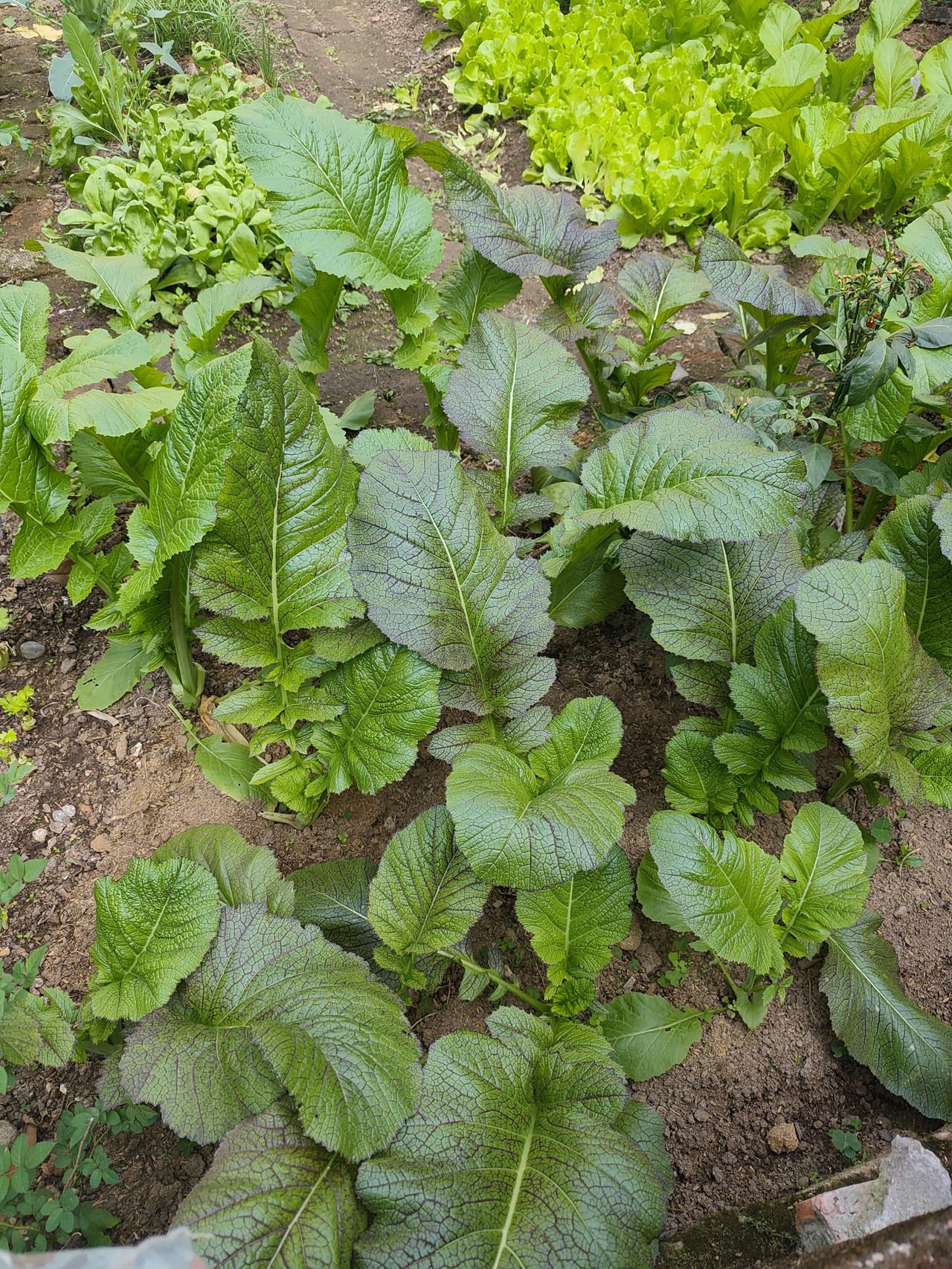 发现一个现象，冬季太阳一出来，大伙儿都喜欢聚集在一些小店铺的门口。

有的小店铺