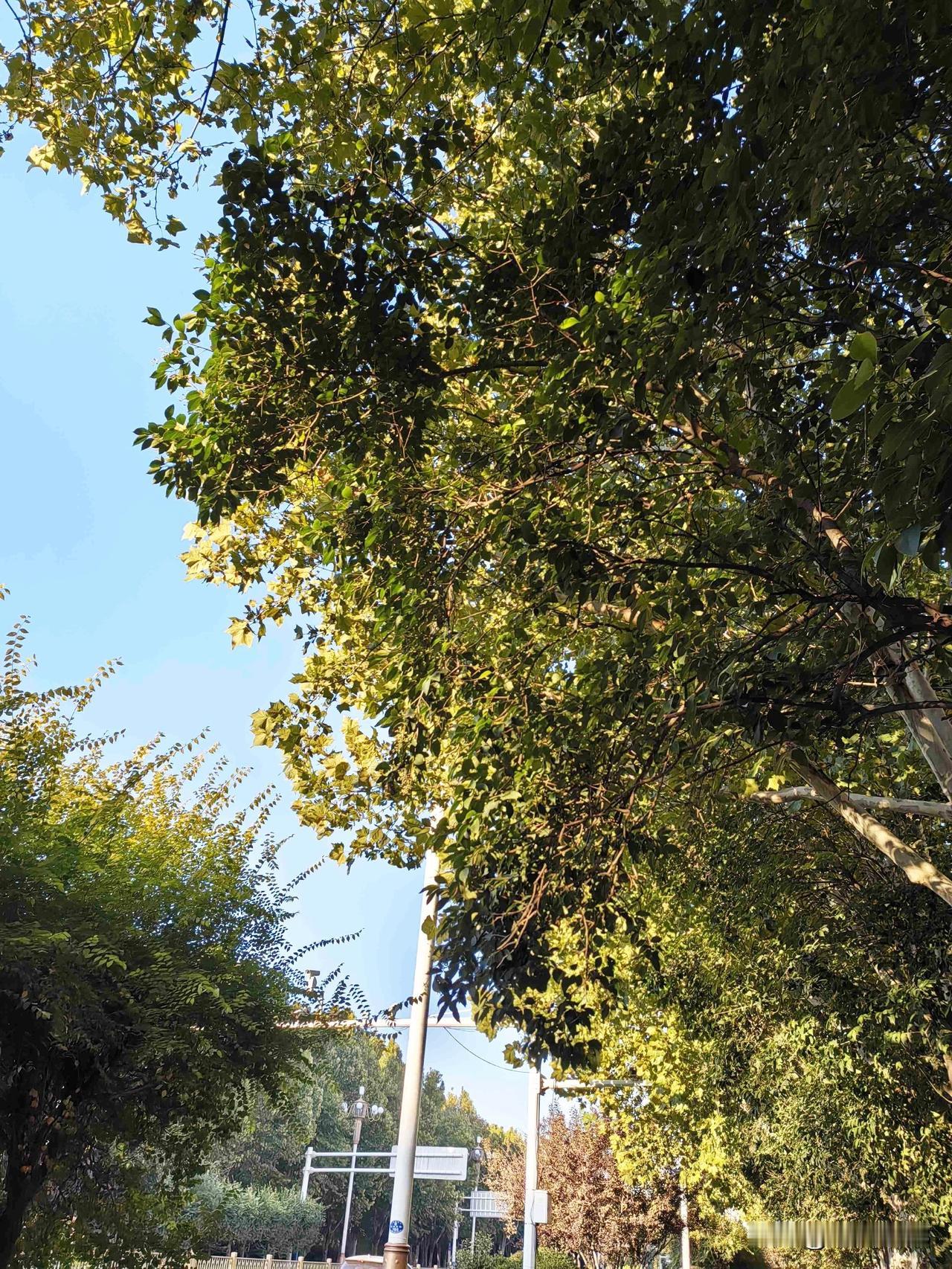 我的今日状态：😁轻松愉快
我这里的天气：☀️晴天

清晨一早出了门，
太阳高高