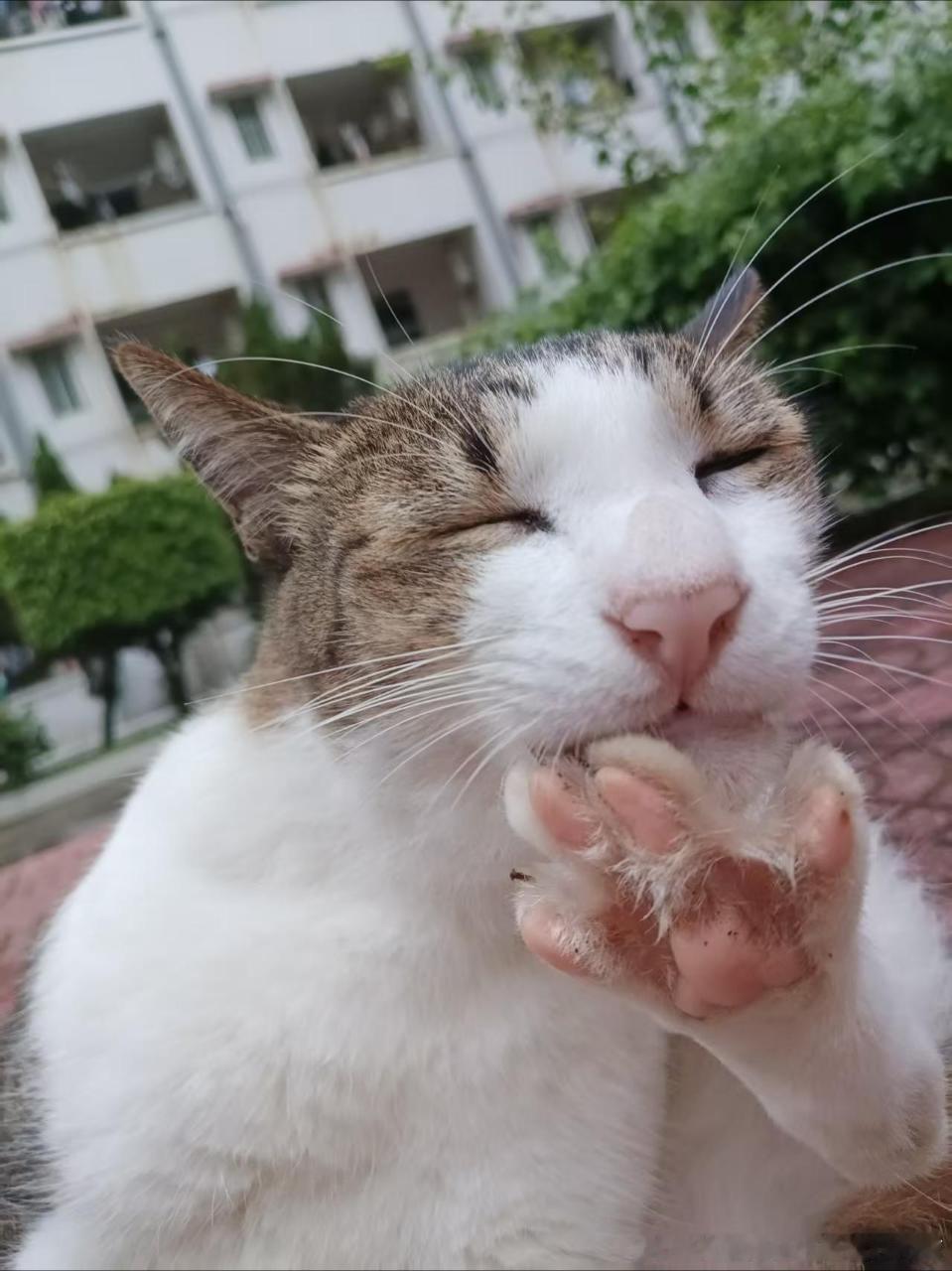 50816【丑猫】雷霆大脚 