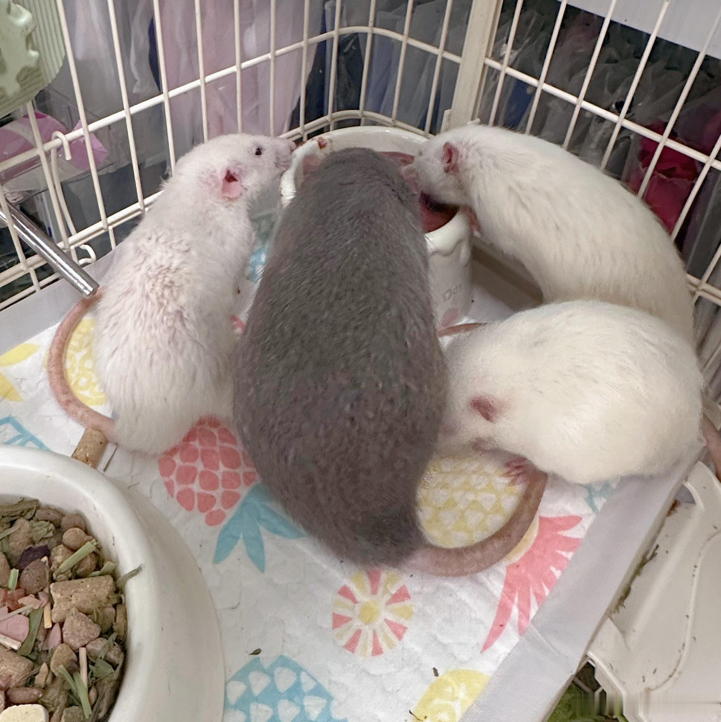 老鼠。 