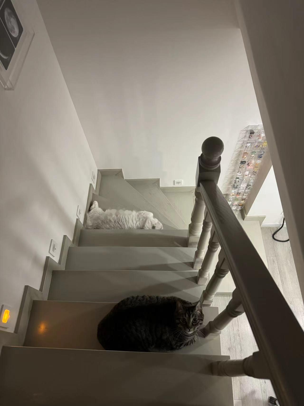 多层停车坪🅿️#英国长毛猫##辣椒家新家回访##银渐层# ​​​