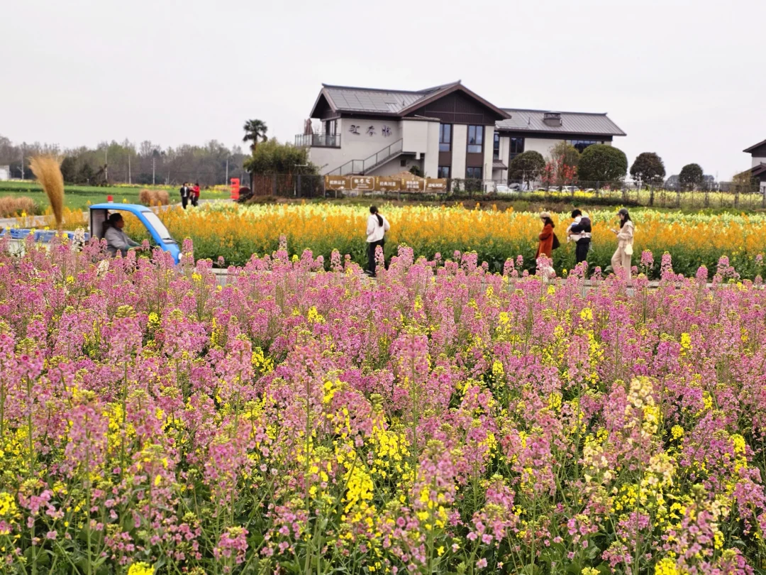 成都| 彩色油菜花