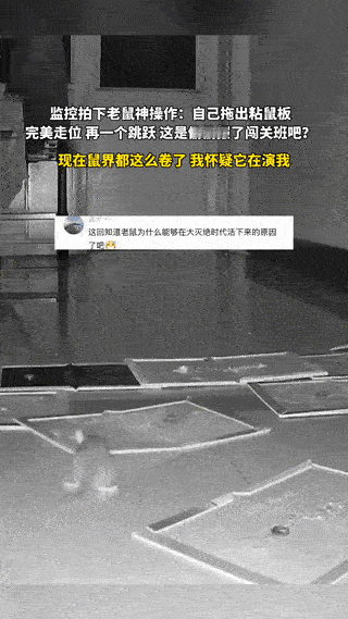 “这是成精了吧”！重庆，一户主家里的监控显示，主人为了抓住家里的老鼠，把粘鼠板排