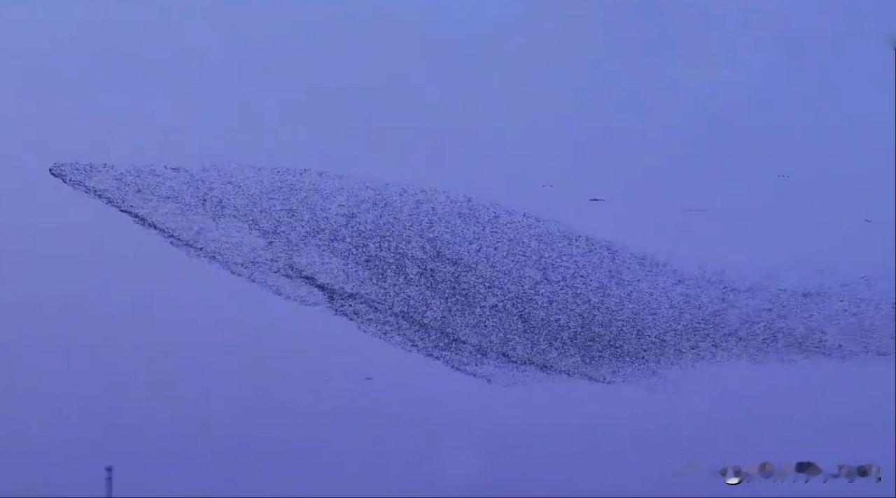 黄河入海口空中惊险“鲲鹏”奇观，数以万计的飞鸟排成遨游巨鲲的形象，远远望去就像是