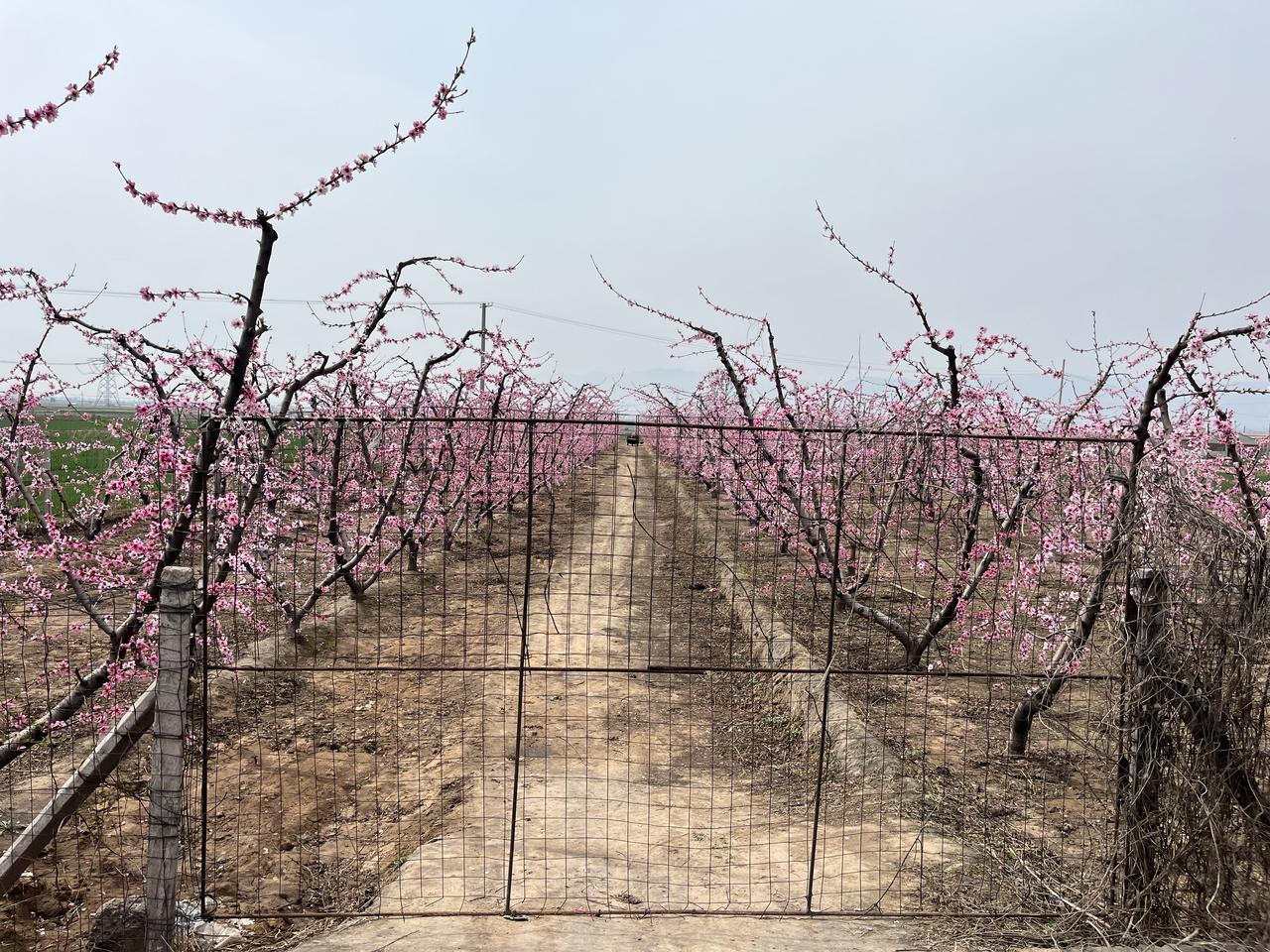 路过桃花朵朵开的桃园，朵朵桃花有一种说不出的浪漫，简单的桃园大门并没有完全锁住，