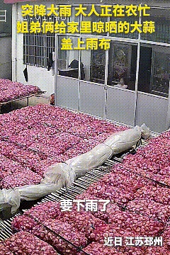 刷到人民日报分享的这段视频，心里满是触动。眼看就要下大雨，大人还在地里农忙，9岁