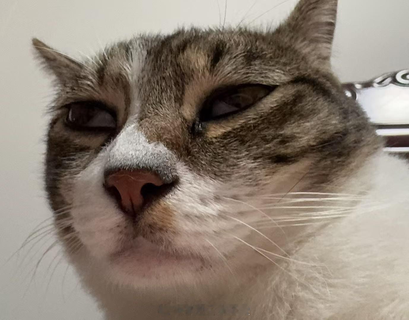 理性讨论我和的猫哪个更丑 