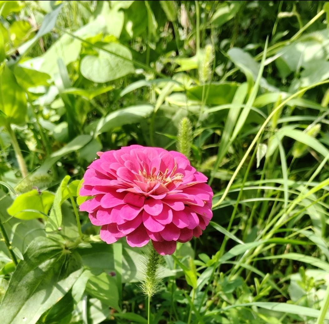 花草随手拍荒草丛生，无人问津，兀自热烈怒放。周遭皆是杂乱野草，却没能掩盖她耀眼的